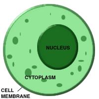 Cytoplasm Material surrounding