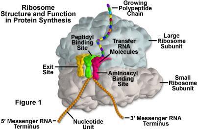 Ribosomes Made of RNA and