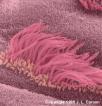 Cilia (microtubules) Hair-like