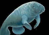 Scientists from the USGS Sirenia Project used to think that manatees swam up river basins to wait out hurricanes.