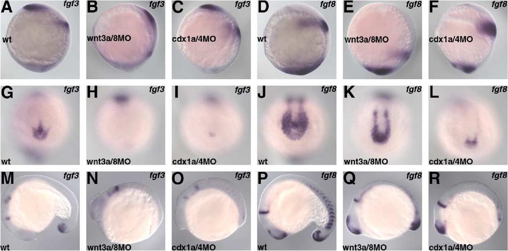 T. Shimizu et al. / Developmental Biology 279 (2005) 125 141 135 Fig. 6. Regulation of fgf3 and fgf8 expression by Wnt3a/Wnt8 and Cdx1a/Cdx4.