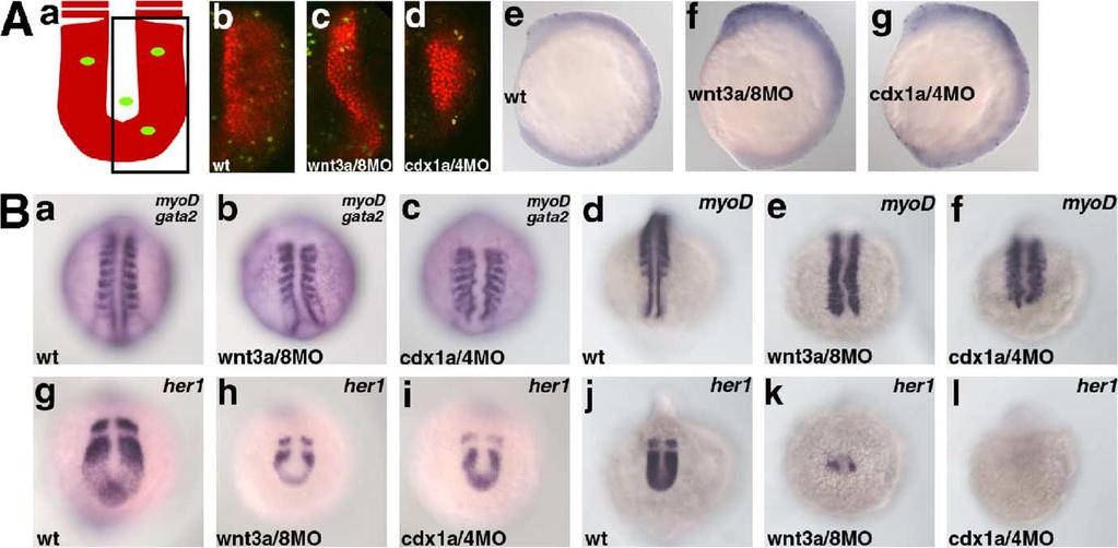 T. Shimizu et al. / Developmental Biology 279 (2005) 125 141 137 Fig. 8. The Wnt-Cdx cascade is involved in morphogenesis of the posterior body.