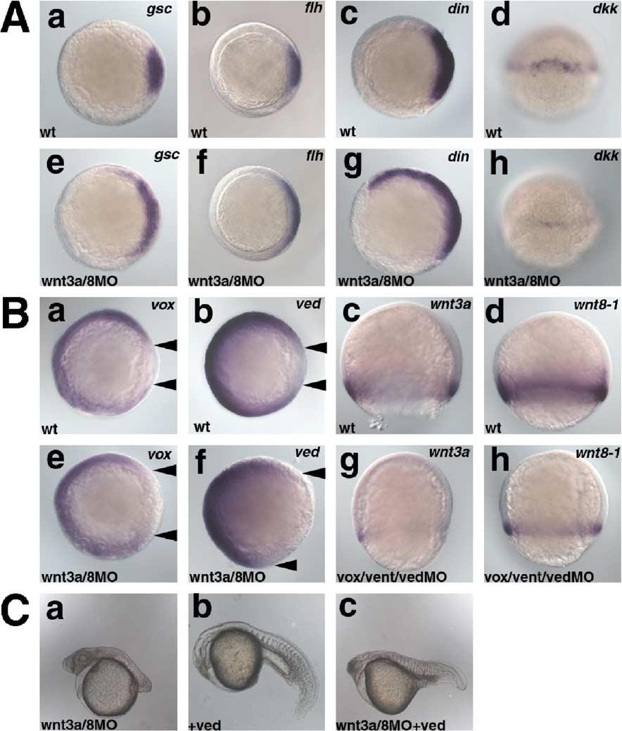 130 T. Shimizu et al. / Developmental Biology 279 (2005) 125 141 Fig. 2. Interaction between the Wnt3a/8 signaling and the ventrally expressed homeobox genes vox, vent, and ved for restriction of the dorsal organizer domain.