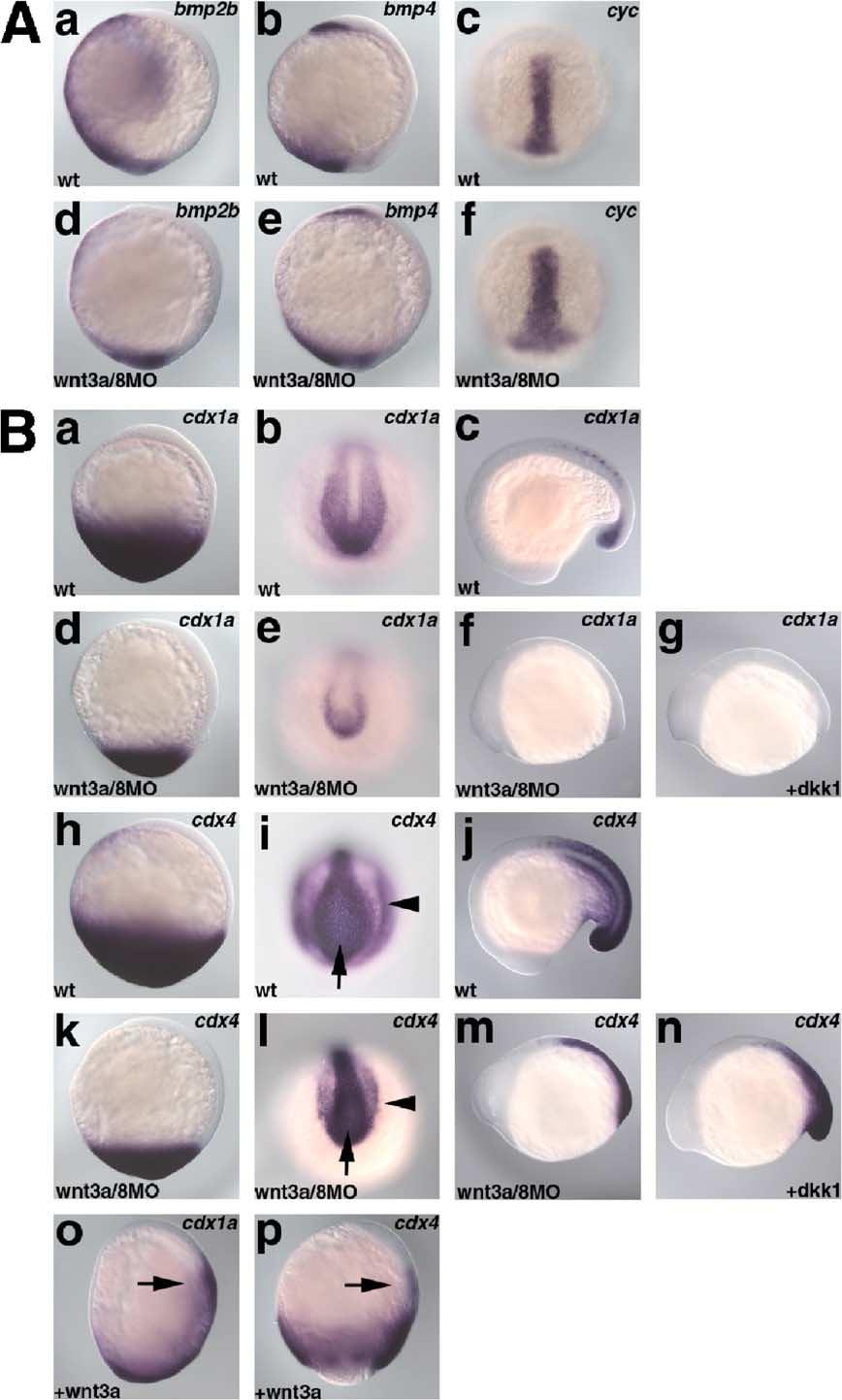 T. Shimizu et al. / Developmental Biology 279 (2005) 125 141 131 Fig. 3. Tailbud expression of caudal-related genes cdx1a and cdx4, but not bmps or cyclops is dependent on the Wnt3a/Wnt8 signaling.