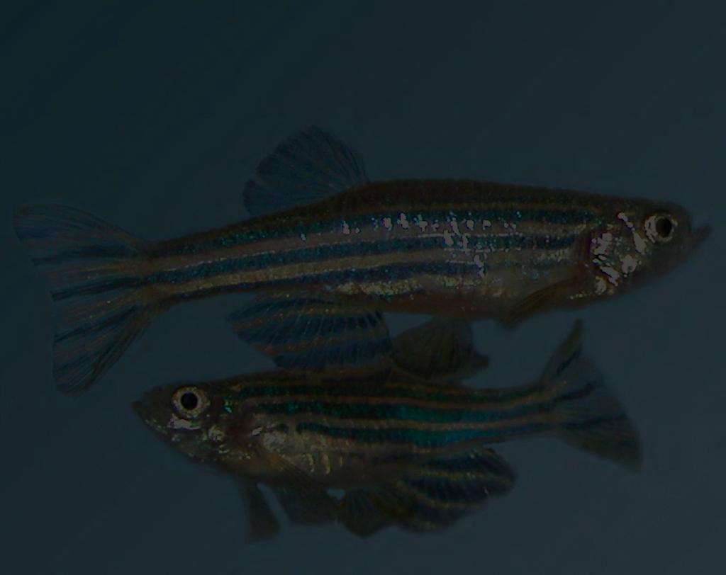 Annotation and Nomenclature: An Example: Zebrafish The goal "Nothing in Biology Makes Sense Except in the Light of Evolution" Theodosius