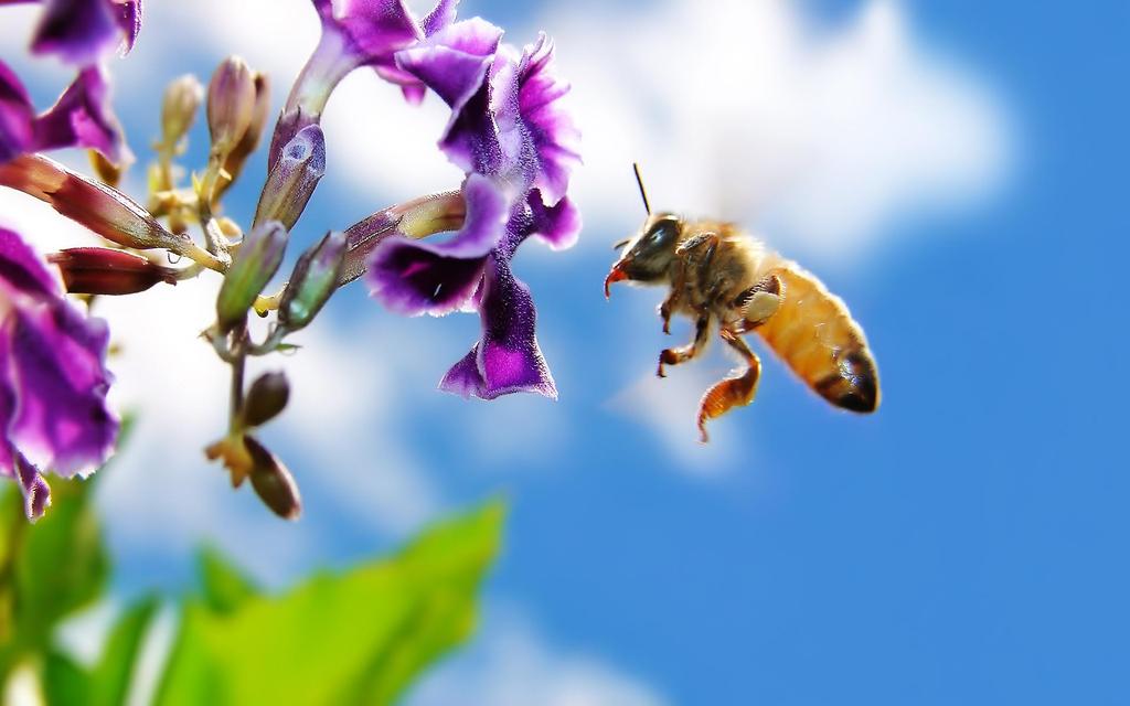 How many miles do bees fly to get to flowers?