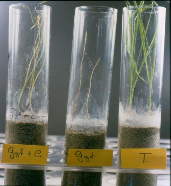 Effect of G. graminis tritici (Ggt), P.