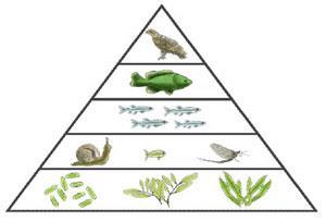 7. Label each trophic level with the type of energy role it contains (i.e. producer, secondary consumer, etc.) 8. The first trophic level has 10000 J of energy.