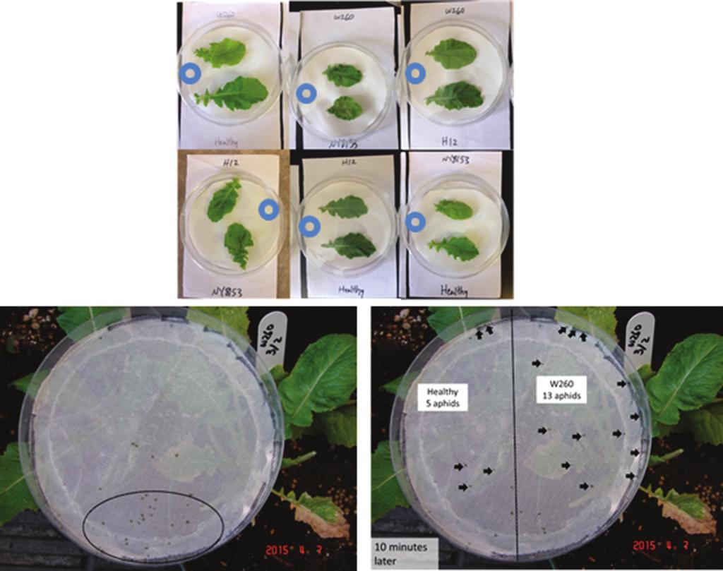 a b Fig 2. The design of the choice experiments for detached leaves and at the whole plant level. (a) The arrangement of leaves in petri plates.