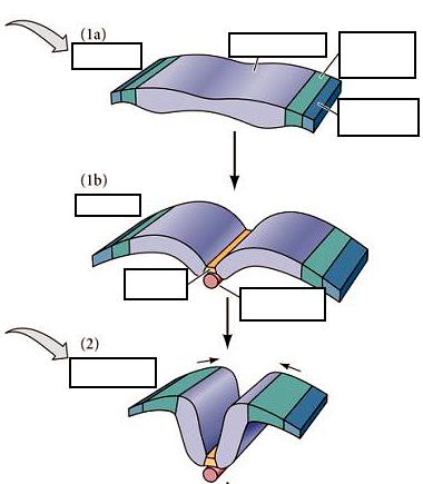 5. (15pts) The illustration below shows the medial-lateral fate map of the neural plate and the shape changes