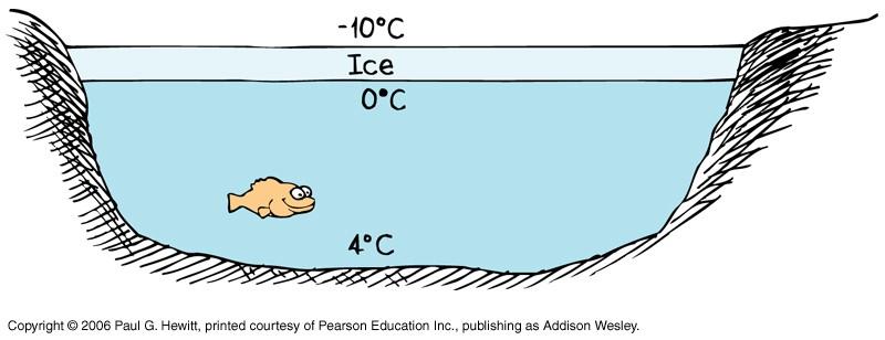 The dip explains why organisms can exist in ponds in winter: Consider if there was no dip: so water would continue getting denser through to freezing point (like most liquids).