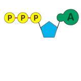 ATP- Adenosine TriPhosphate Most important molecule- supplies energy to the cell 3 Parts 1. Adenosine 2. Sugar- Ribose 3.