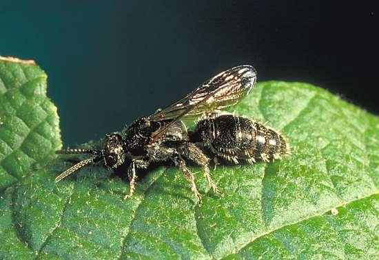 Tiphia vernalis spring tiphia Hymenoptera: