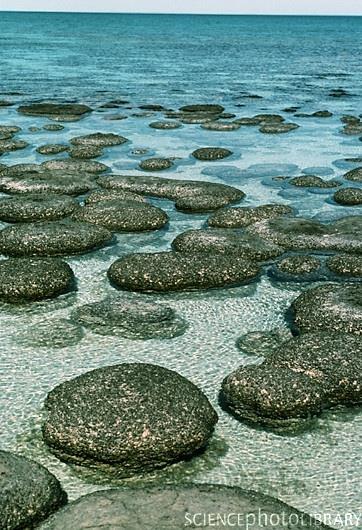 Oldest Fossils Look like cyanobacteria suggesting ancient origin for photosynthesis Cyanobacteria fossils from stromatolites date to 2.