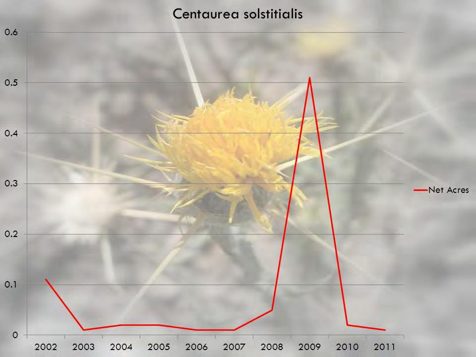 Yellow starthistle (Centaurea solstitialis) Yellow starthistle is a common invasive species in much of California.
