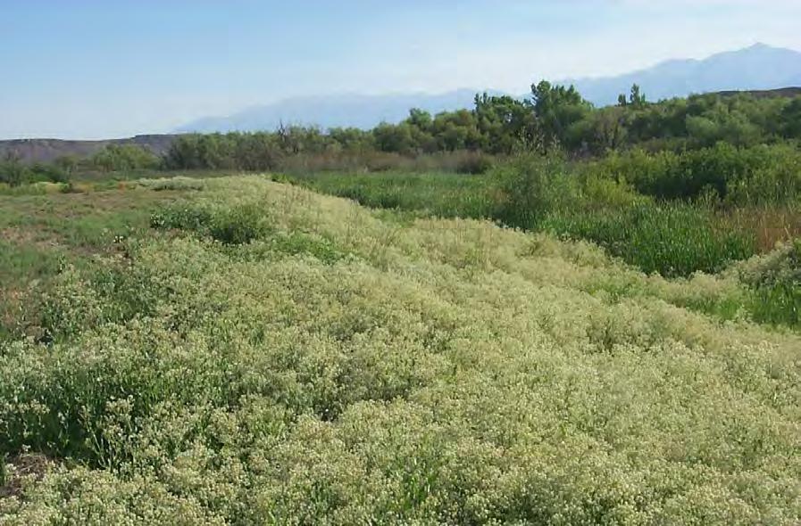 Perennial pepperweed Site 1014
