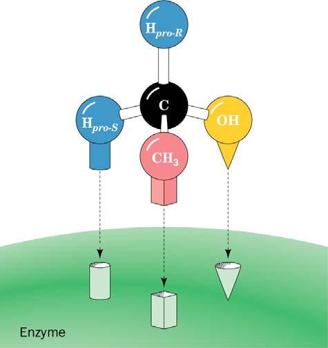 concepts about enzymes: - Geometric and Chemical Specificity -