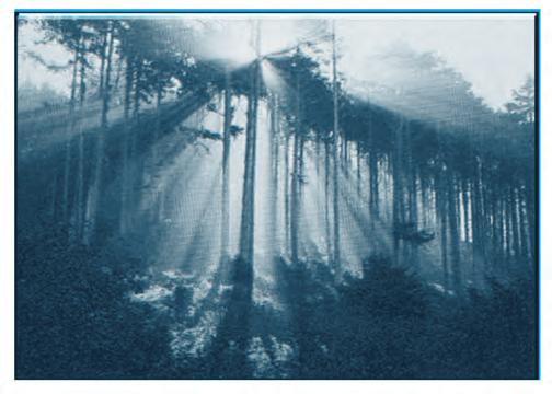 Tyndall effect can be observed when sunlight passes through the canopy of a dense forest. In the forest, mist contains tiny droplets of water, which act as particles of colloid dispersed in air. Fig.