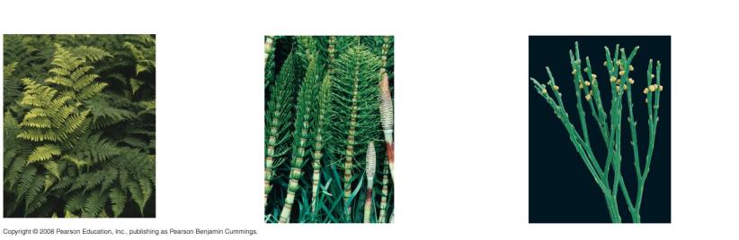 29 15e Athyrium filix-femina, lady fern Pterophytes (Phylum Pterophyta) Equisetum arvense, field horsetail Psilotum nudum, a whisk fern Vegetative