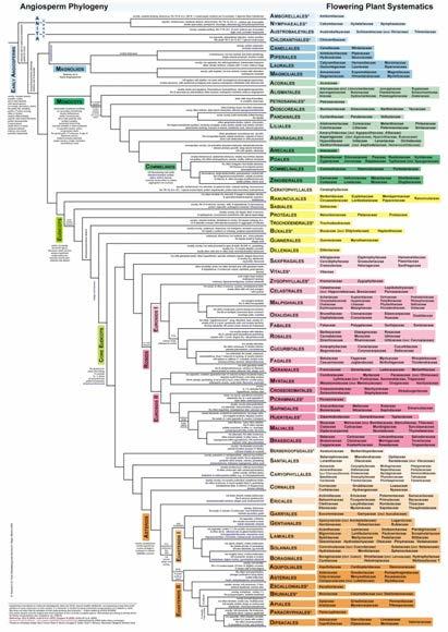 Angiosperm phylogeny Dicots with monosulcate pollen = paraphyletic Monocots = monophyletic Dicots with tricolpate pollen = monophyletic Eudicots