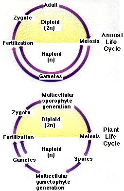 Life cycles: