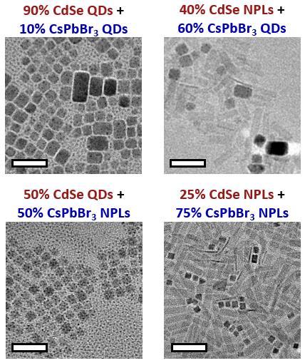 4 TEM Images of Mixed Films TEM grids of mixtures of CsPbBr 3 and CdSe were prepared to confirm that mixing of CsPbBr 3 and CdSe particles actually occurred, as it has been shown that NPs often
