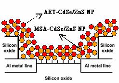 the protonation of amino (-NH + 3 ) groups, (c) The assembly of ~ 15 nm diameter Au NPs or ~ 5 nm diameter MSA-CdSe/ZnS NPs on silicon oxide substrate by ionic interaction, (d) The