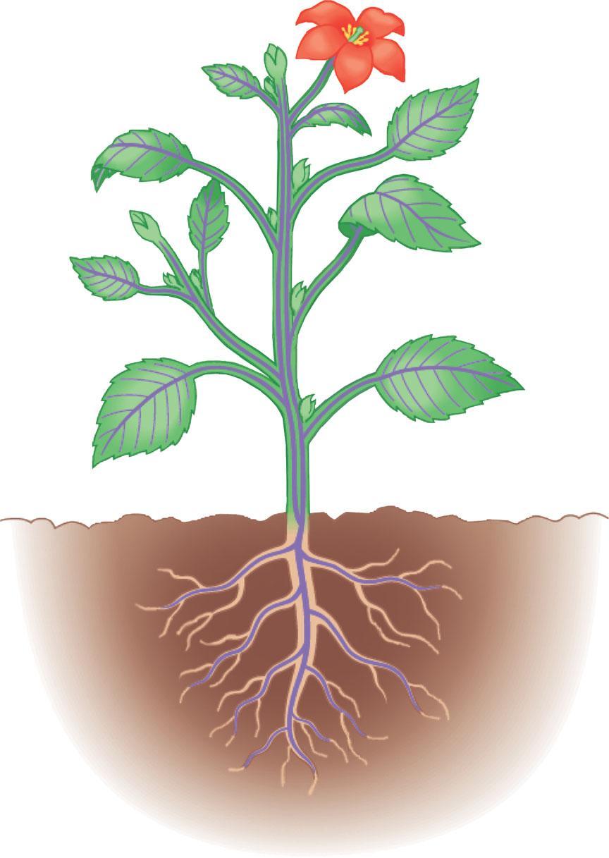 Three basic organs evolved: roots, stems, and leaves Reproductive shoot (flower) Terminal bud Node Internode Terminal bud Shoot system They are