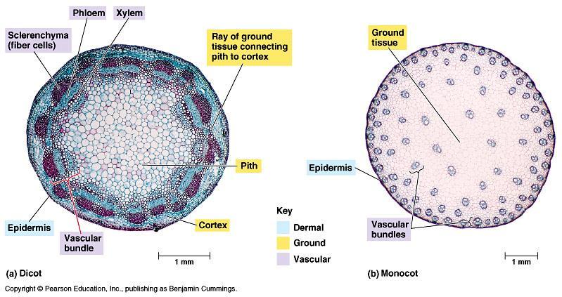 Primary Tissues of Stems Vascular bundles (xylem and phloem) Surrounded by