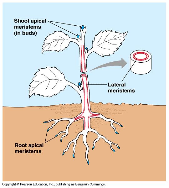 Plant Growth Meristems = perpetual embryonic tissue apical: tips of roots and buds; primary growth lateral: cylinders of dividing cells along length of roots