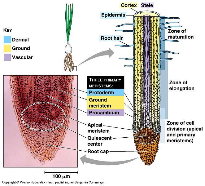 Primary growth Roots root cap = protection of meristem zone of cell division = primary (apical) meristem zone of elongation = cells elongate; pushes root