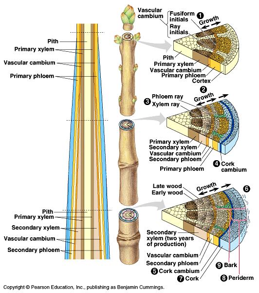 Secondary Growth Two lateral meristems Vascular cambium = produces secondary xylem (wood) and secondary phloem (diameter increase; annual growth rings) Cork cambium = produces