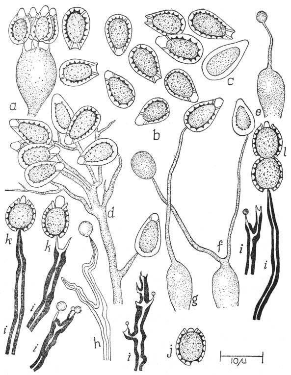 96 SACHINDRANATH BANERJEE AND ANJALI SARKAR Sporophores collected from Nature in dry weather during the rainy season often produce secondary spores but in a different way.