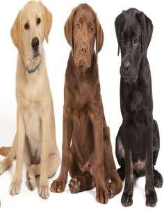 .6 Labradors are a breed of dogs. They can be black, golden or brown in colour. They are never white. These genes are on separate chromosomes.