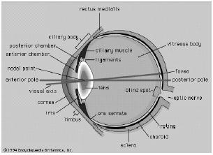 Exp. 6 Lenses & Human Eye Model for lens of the human eye Thin