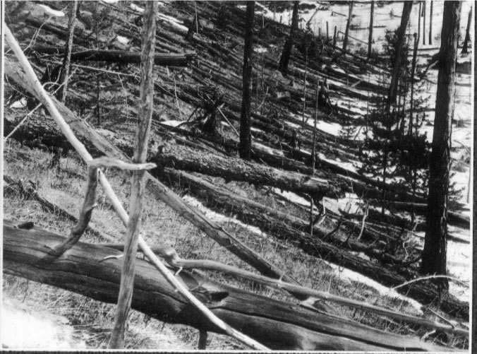 Trees were incinerated in a 14 km radius from ground zero and were knocked over in a 40 km radius.