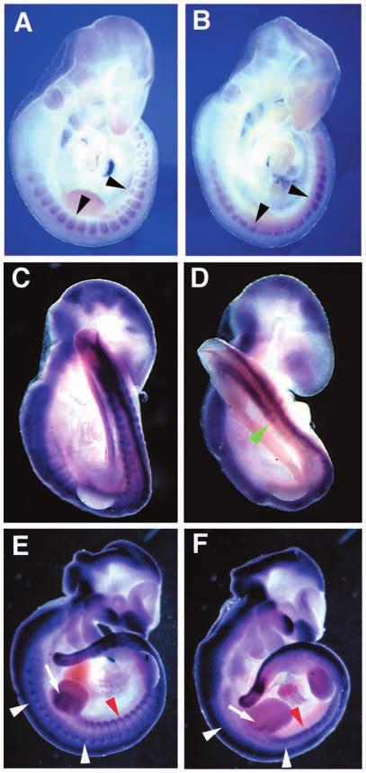 Regulation of hypaxial myotome by Paraxis 5223 Fig. 5. Myf5 and Pax3 are transcribed in the somite of the paraxis / embryos.