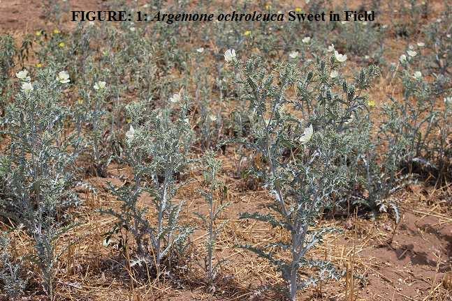 Patel, P.K. 2013. Argemone ochroleuca (Papaveraceae) naturalized in Dahod District, Gujarat, India. Phytoneuron 2013-52: 1 5. Published 25 July 2013.