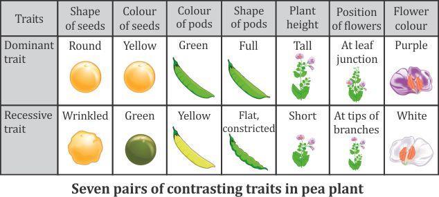 Rules for Inheritance of Traits Mendel conducted experiments on pea plants (Pisum sativum) and studied the inheritance of certain traits.