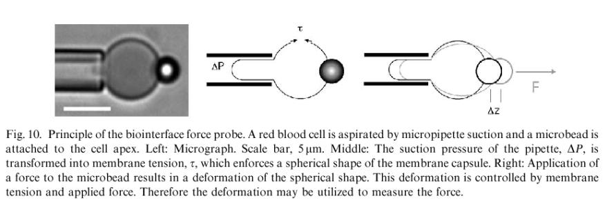 Principle of the biomembrane force probe