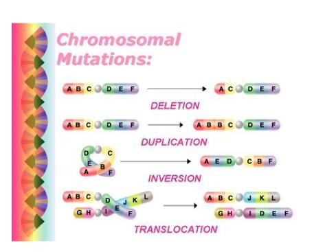 Mutations result from Mutations are changes in the genetic code of genes Can have mutations.