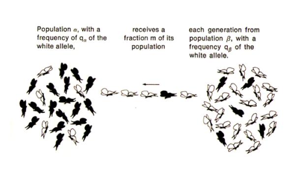 Gene Flow - Speciation Species - group of