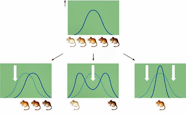 Modes of Natural Selection Original population Evolved Original population population Phenotypes (fur color) (c) Stabilizing selection (a) Directional selection Shifts the overall makeup of the