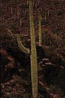 become more and more similar in appearance as they adapt to the same kind of environment Euphorbia, African desert Cactus, American desert