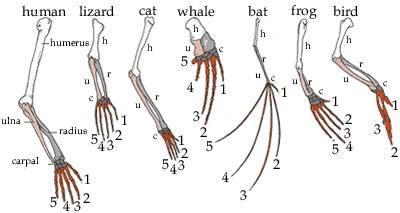 Part 3: Examining the Evidence for Evolution Exhibit 1: Forelimbs in Vertebrates.