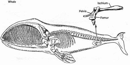 Vestigial Structures, Continued GUIDE: The [trait or feature] of [species] show evidence of evolution because they re a clear example of a vestigial structure.