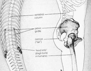 Station 5 Comparative Anatomy A structure that has little or no function in an organism, but is clearly related to a more fully developed structure in another organism, is known as a vestigial