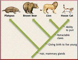 Cladograms A cladogram shows similarities between organisms Traits are listed across the bottom to show how
