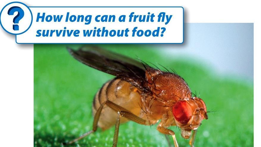 Think about this: Could you breed fruit flies who could