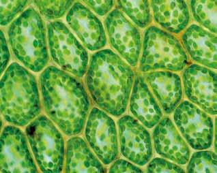 Chloroplasts and nervous systems A plant is made up of millions and millions of cells. > Many of the cells contain tiny structures called chloroplasts.